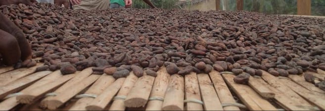 Gen10 and Intertek collaborate on Cocoa Sustainability in Africa